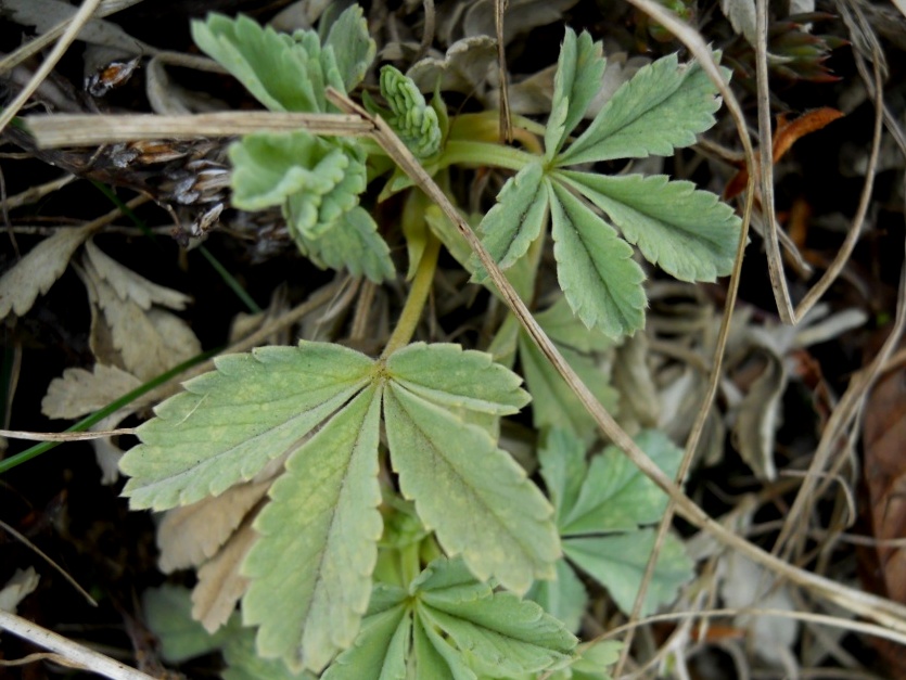 Potentilla?