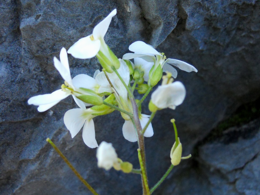 Arabis alpina