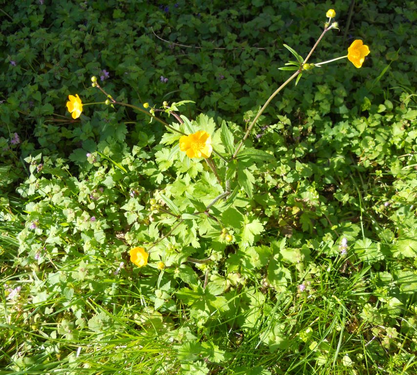 Ranunculus lanuginosus