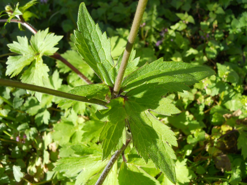 Ranunculus lanuginosus