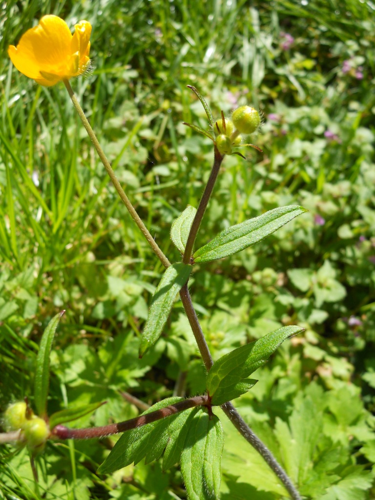 Ranunculus lanuginosus