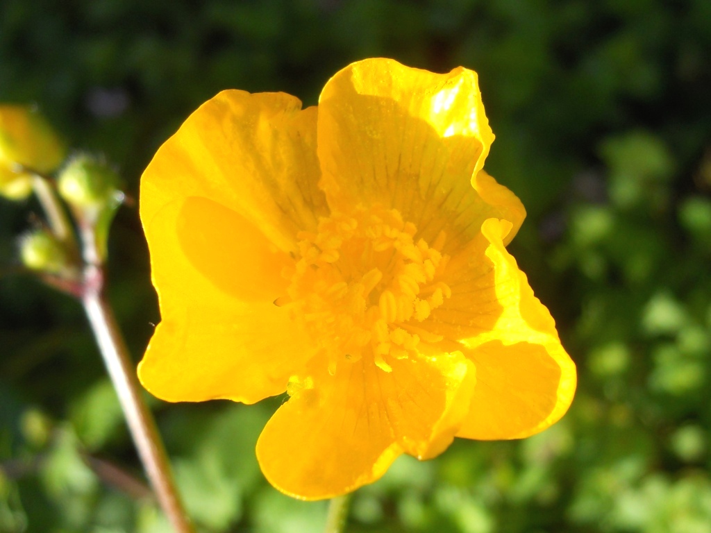 Ranunculus lanuginosus