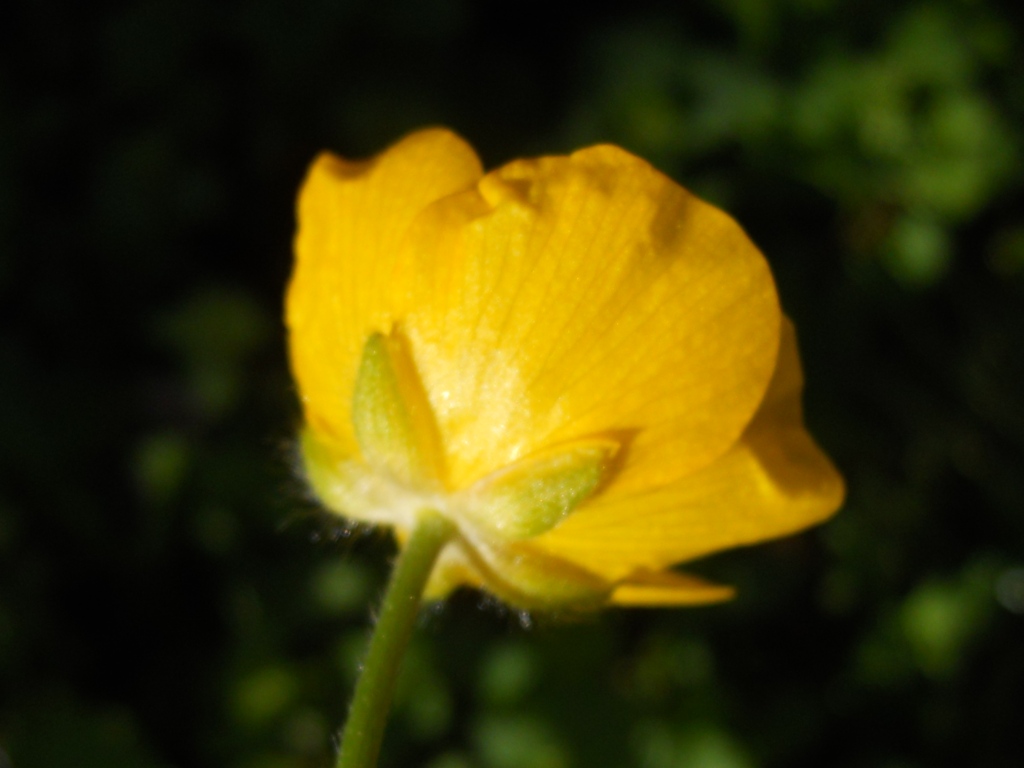 Ranunculus lanuginosus