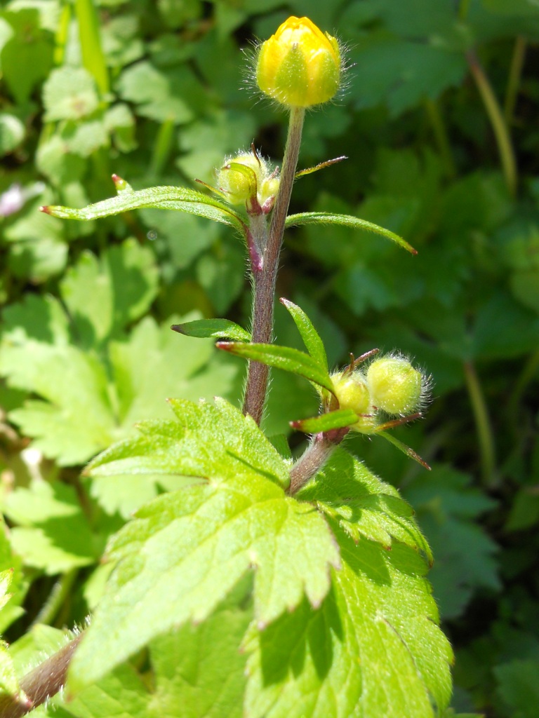 Ranunculus lanuginosus