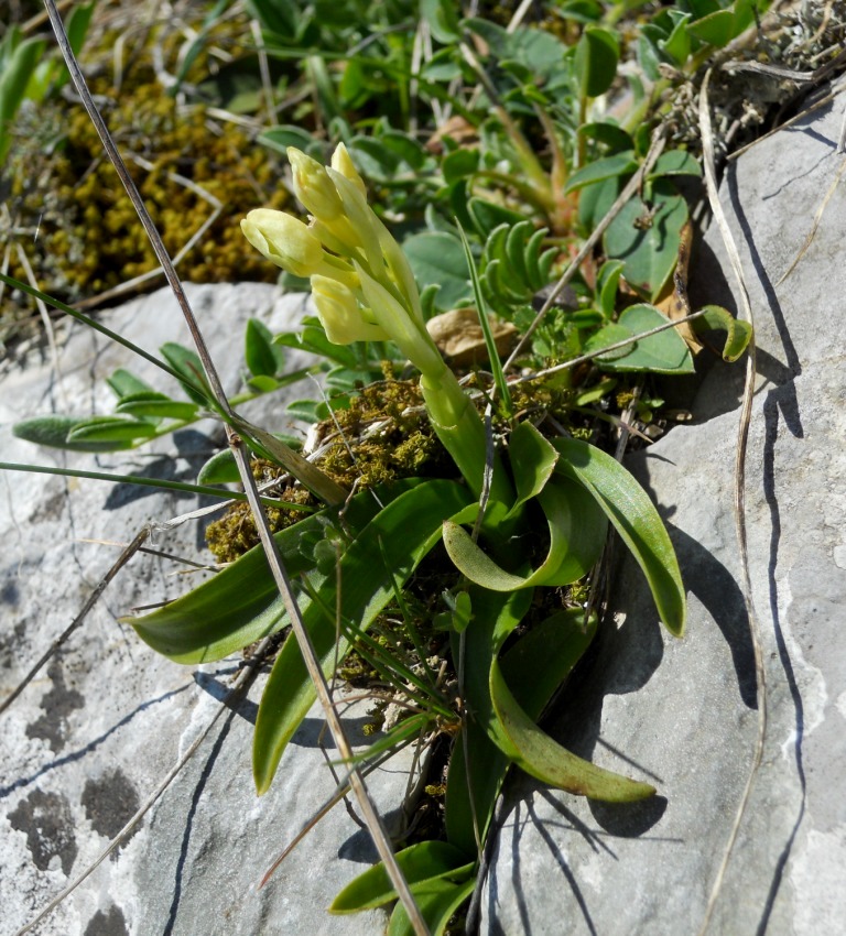 Orchis pauciflora