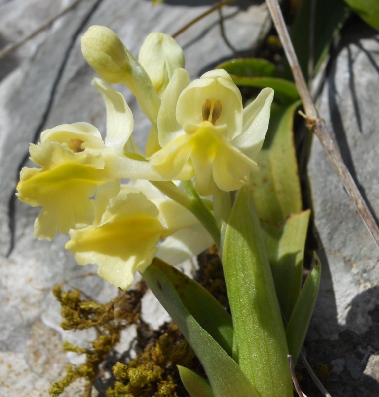 Orchis pauciflora