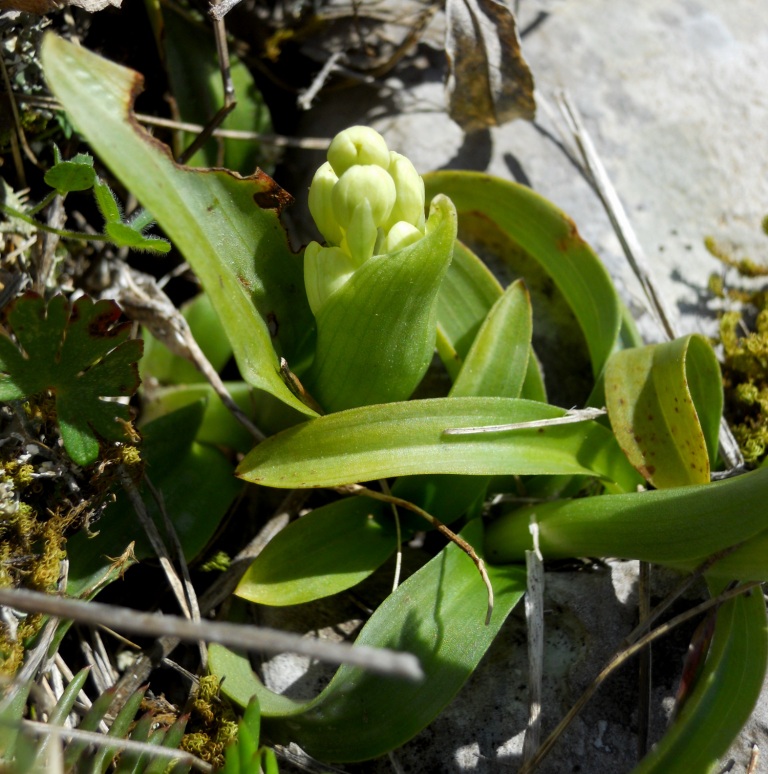 Orchis pauciflora