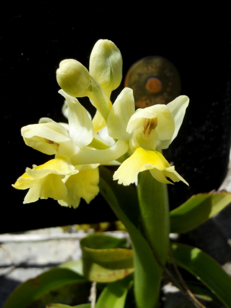 Orchis pauciflora