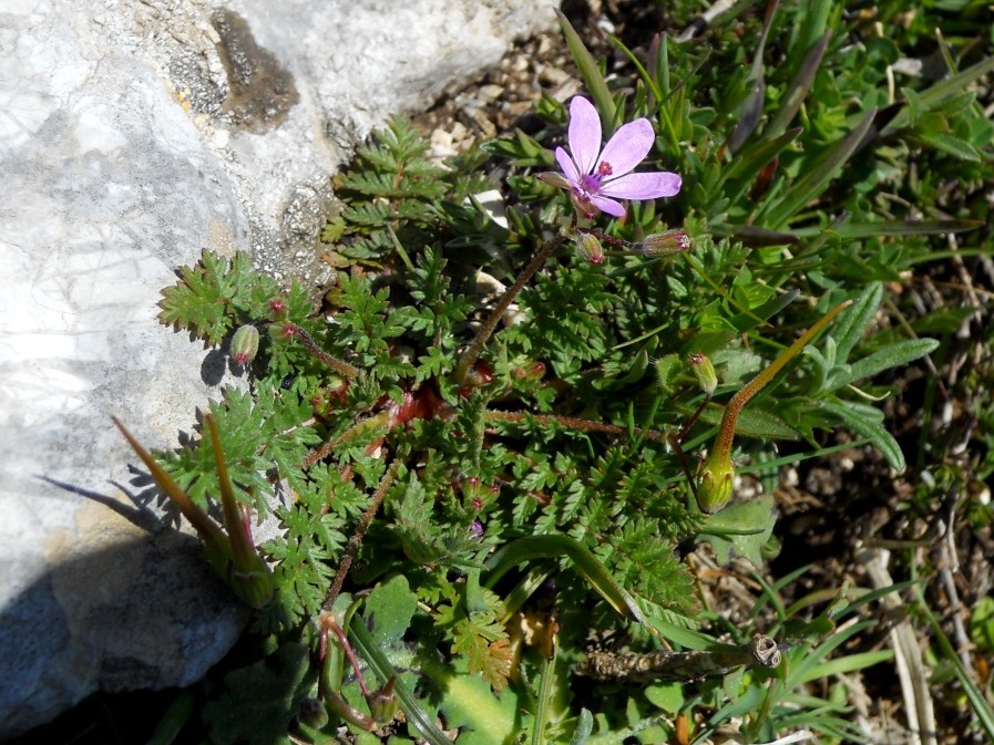 Erodium cicutarium