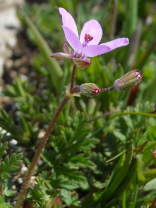 Erodium cicutarium