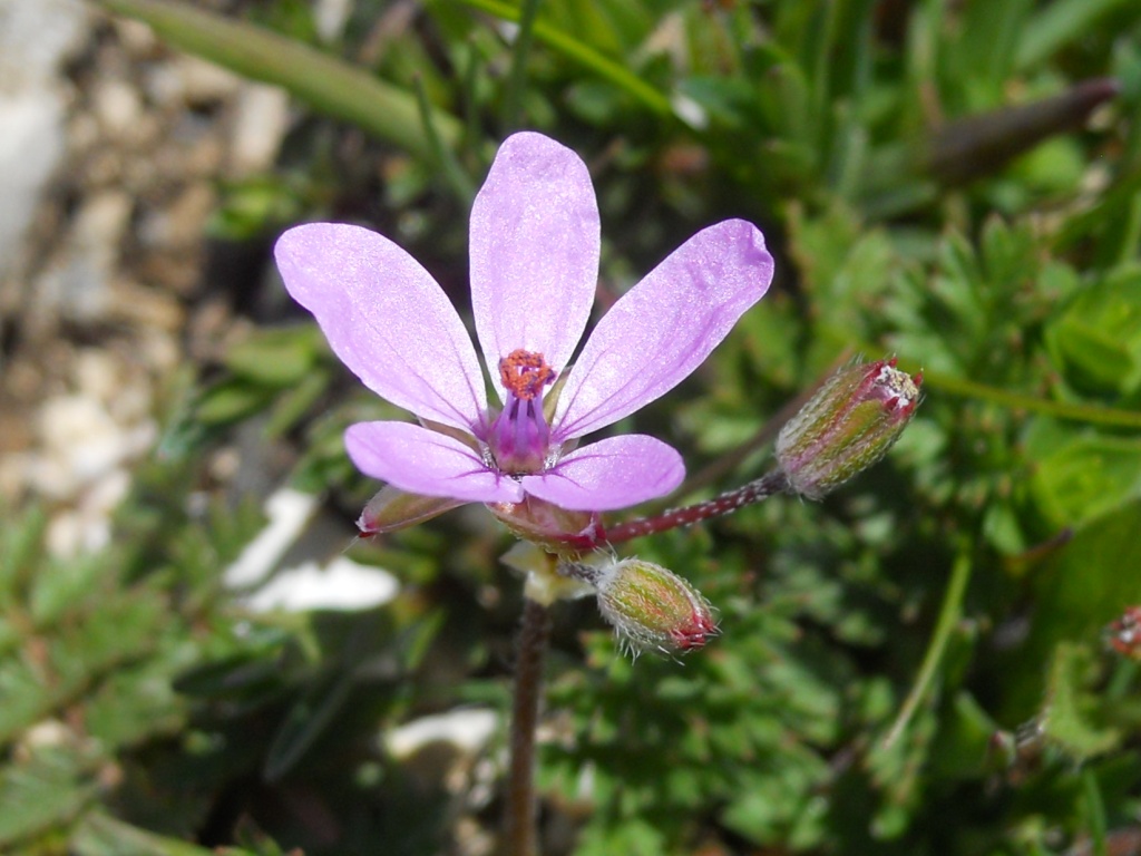 Erodium cicutarium