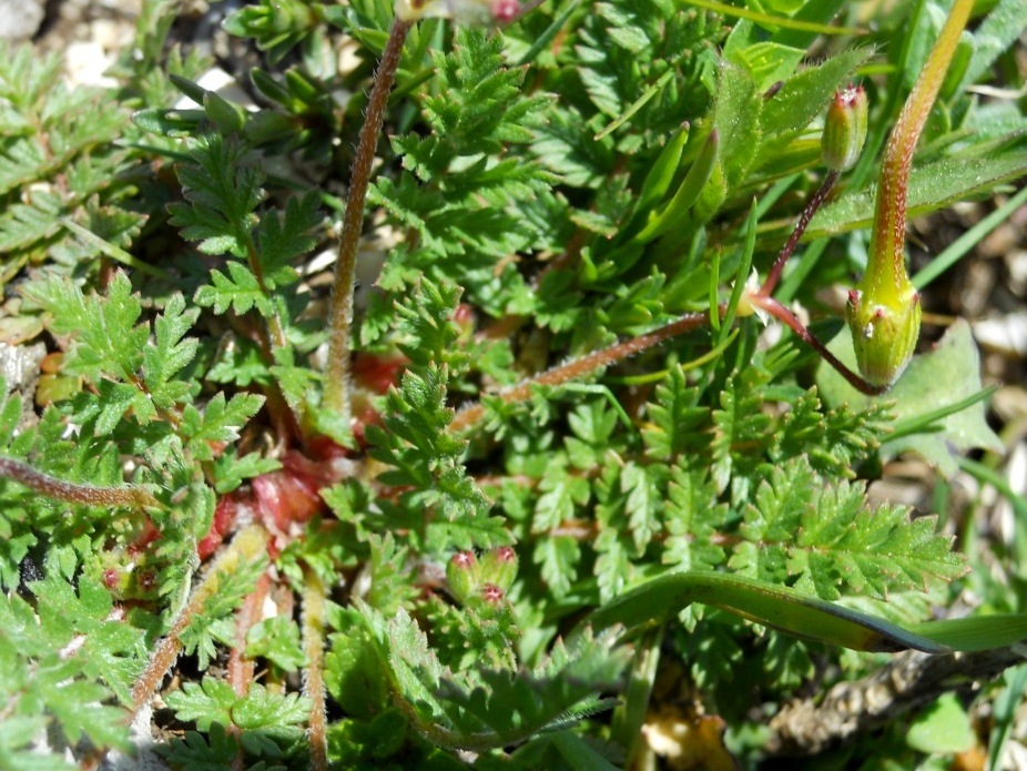 Erodium cicutarium