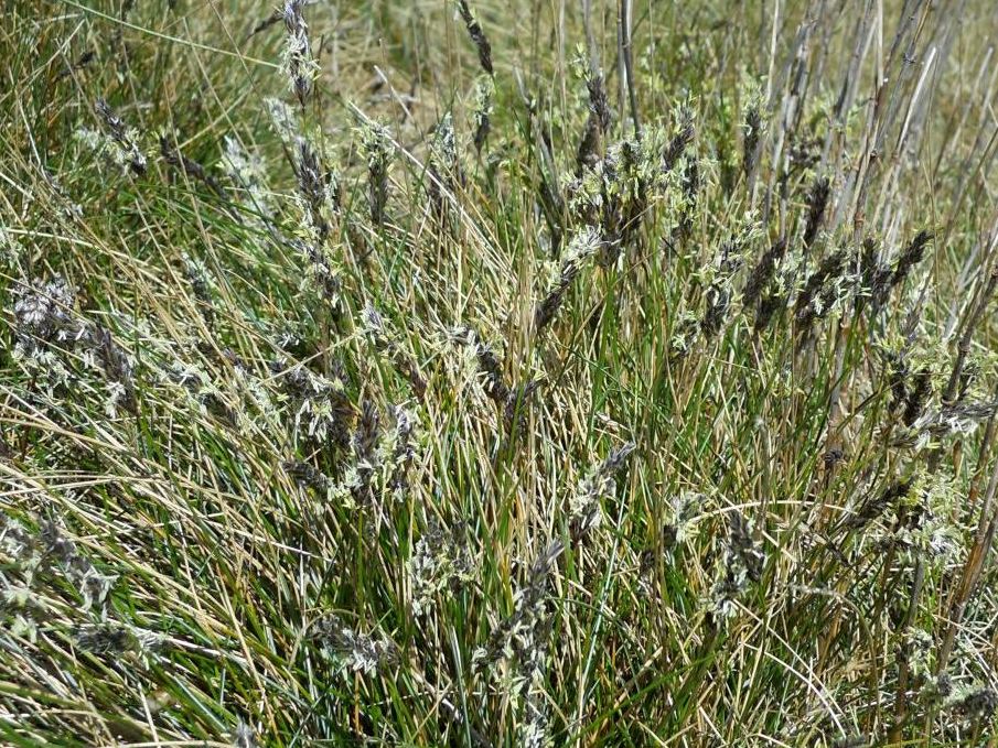 graminacea? - Sesleria cfr. italica