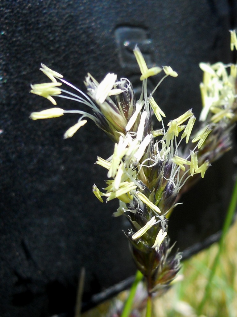 graminacea? - Sesleria cfr. italica