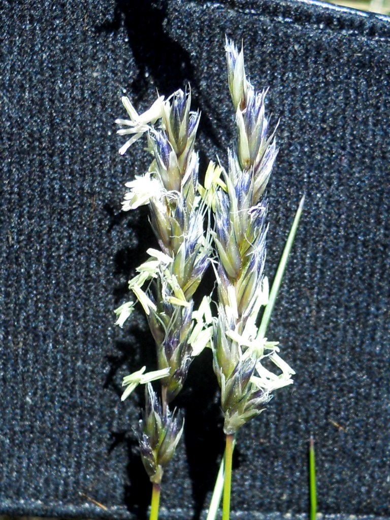 graminacea? - Sesleria cfr. italica