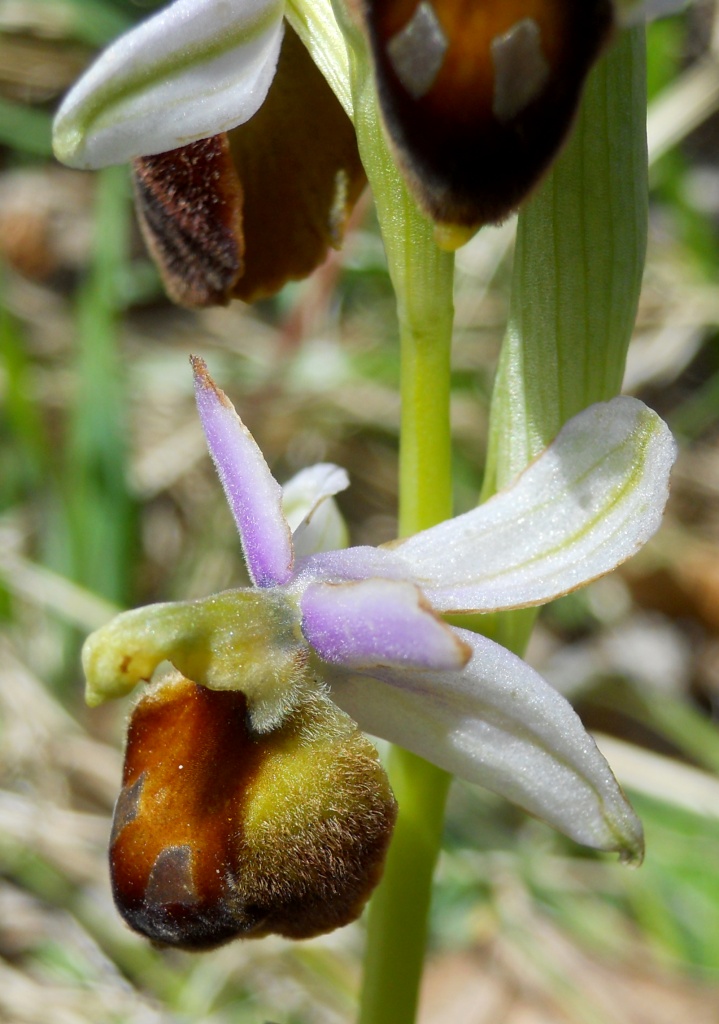 Ophrys crabronifera