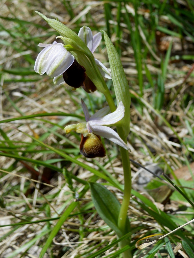 Ophrys crabronifera