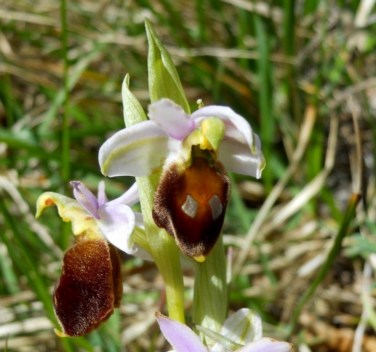 Ophrys crabronifera