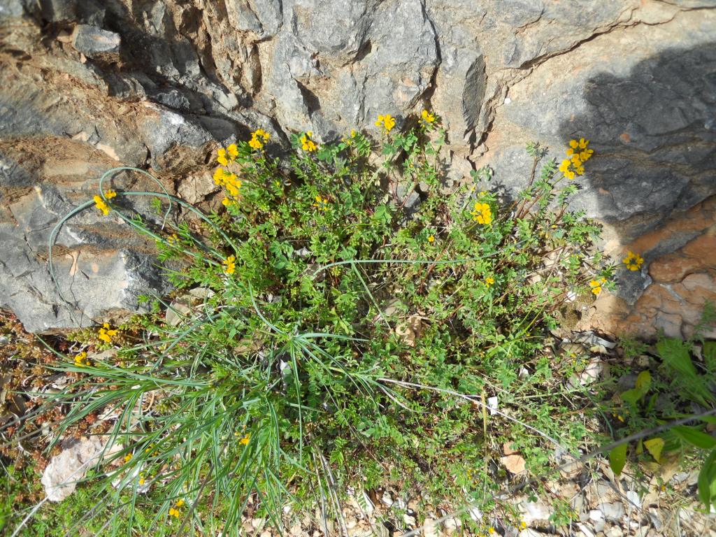 Hippocrepis comosa