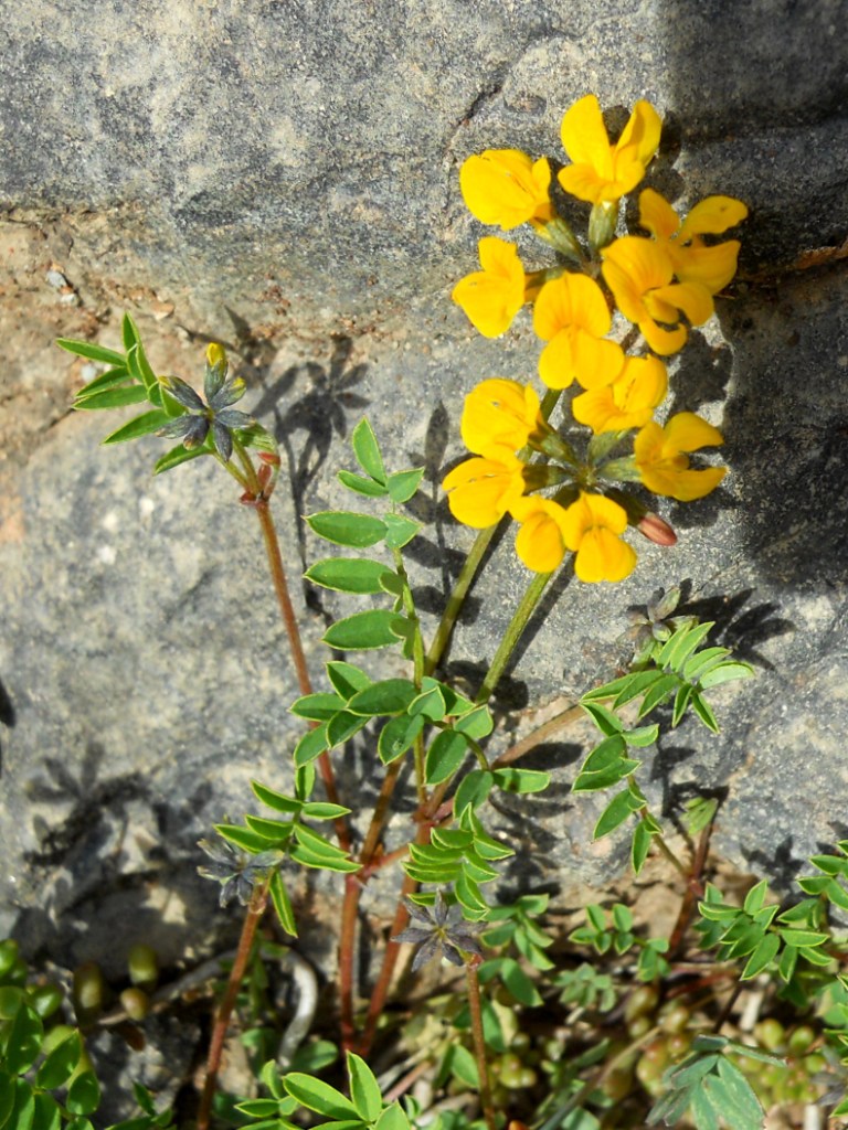 Hippocrepis comosa