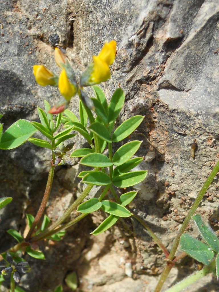 Hippocrepis comosa