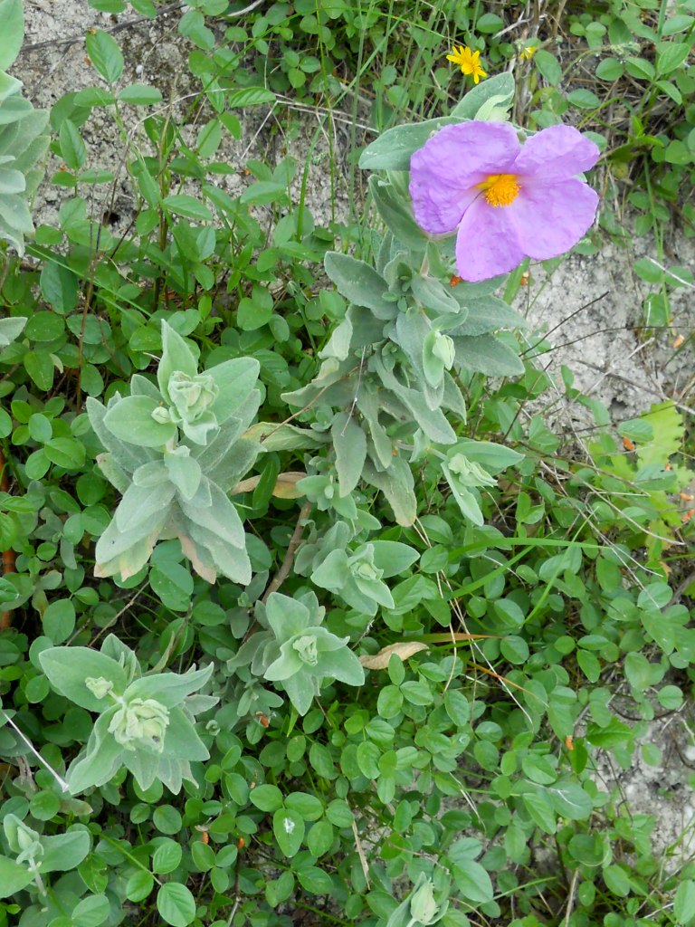 Cistus albidus / Cisto a foglie sessili