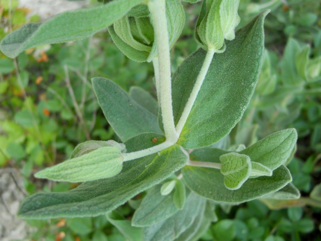 Cistus albidus / Cisto a foglie sessili