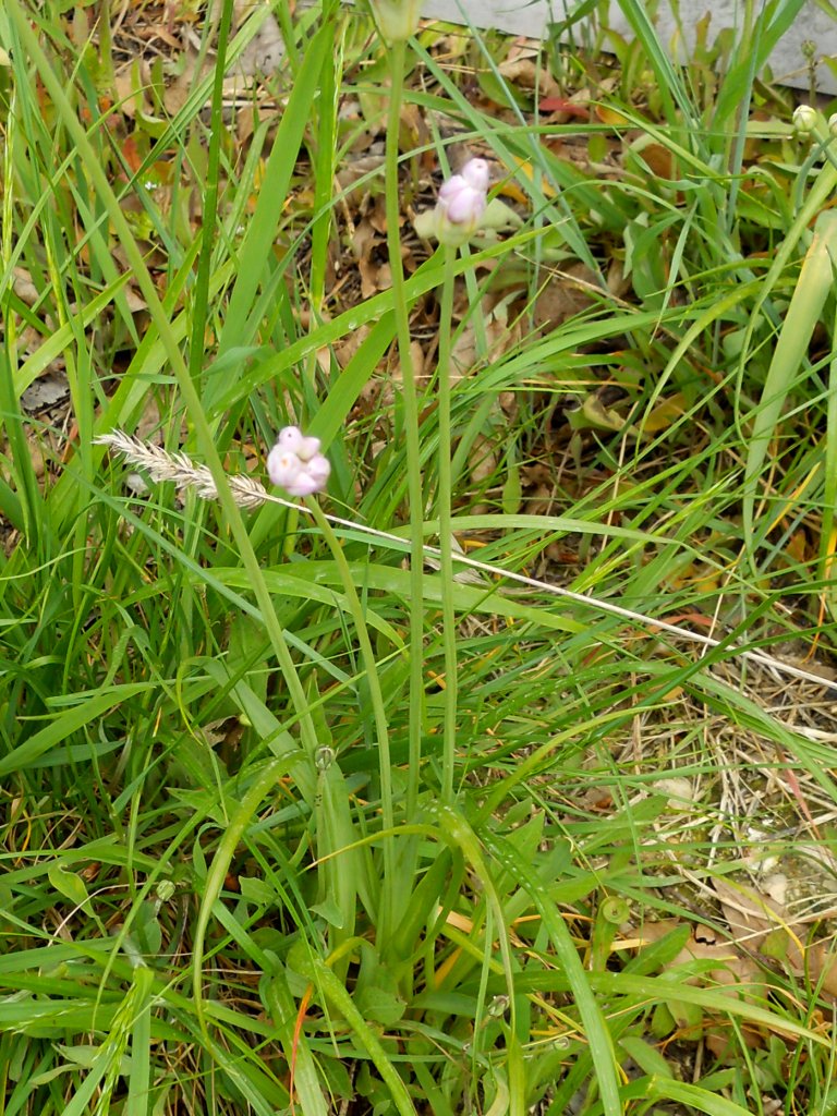 Allium roseum