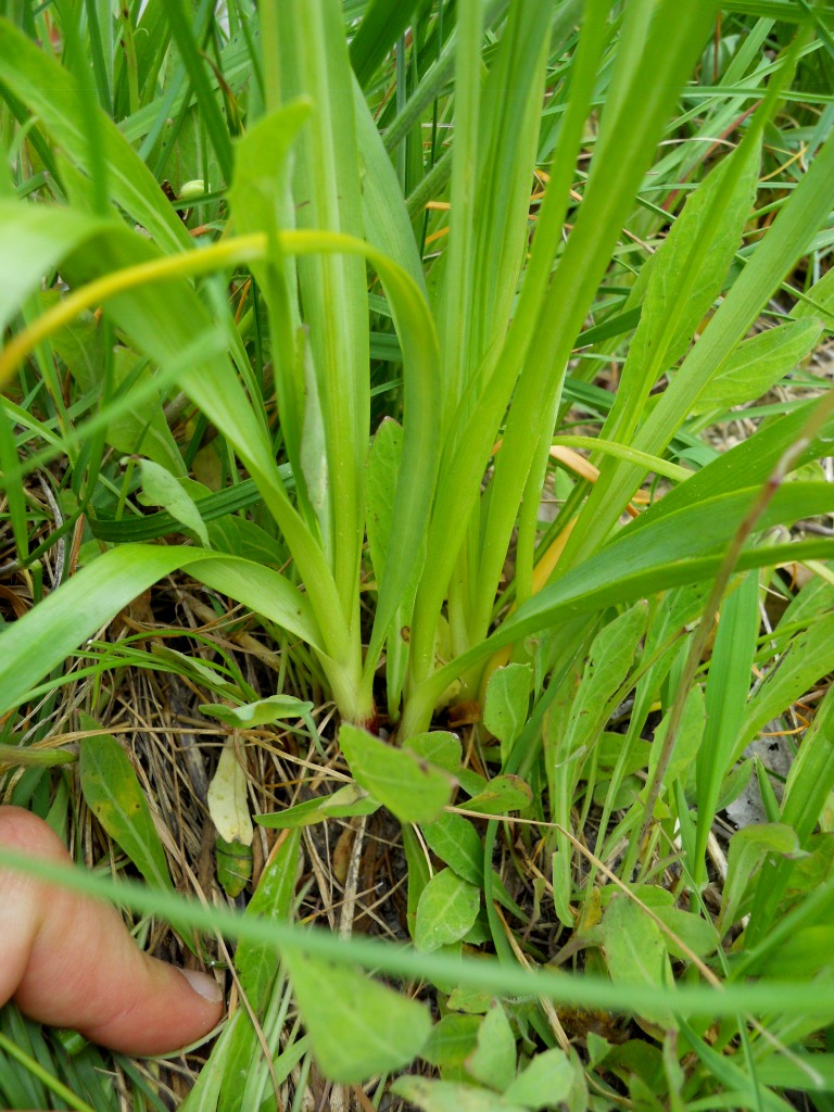 Allium roseum