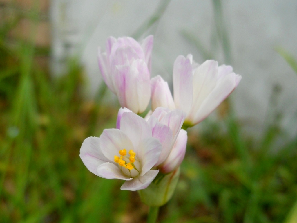 Allium roseum