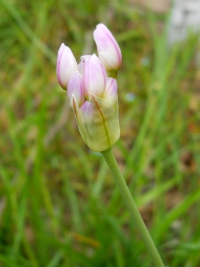 Allium roseum