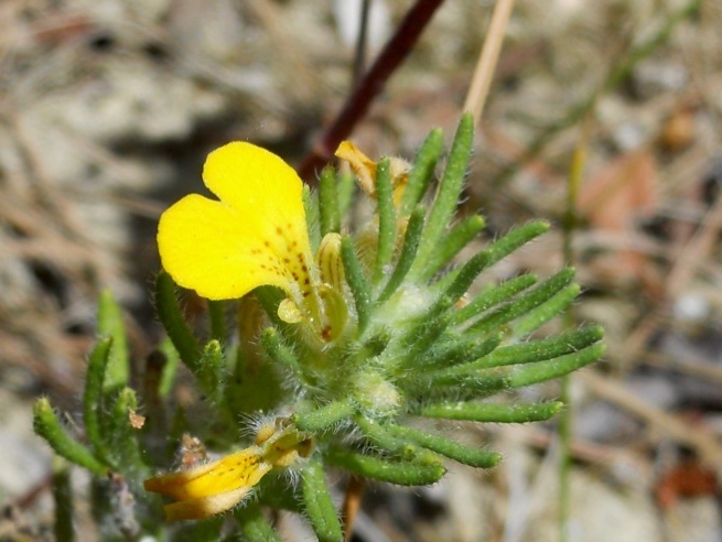 Ajuga chamaepytis