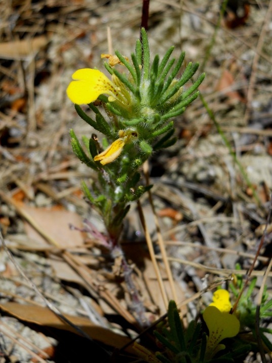 Ajuga chamaepytis