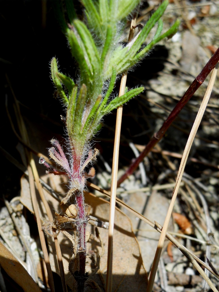 Ajuga chamaepytis