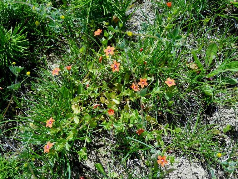 Fiore arancione - Lysimachia arvensis