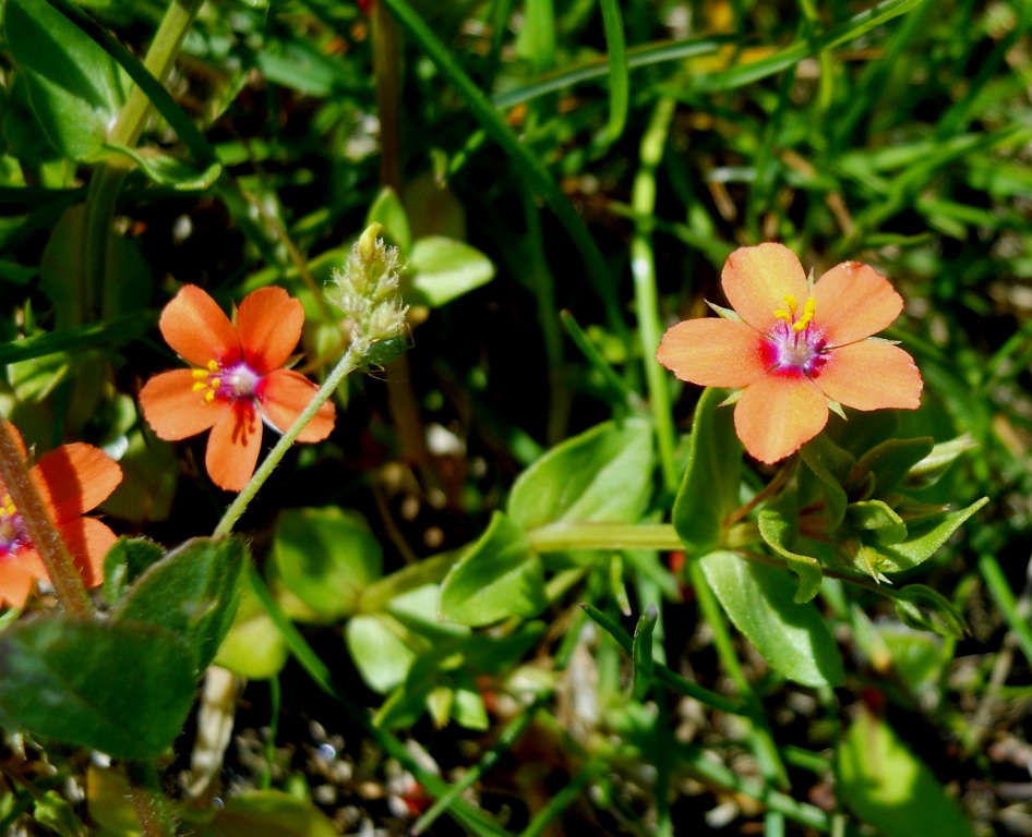 Fiore arancione - Lysimachia arvensis