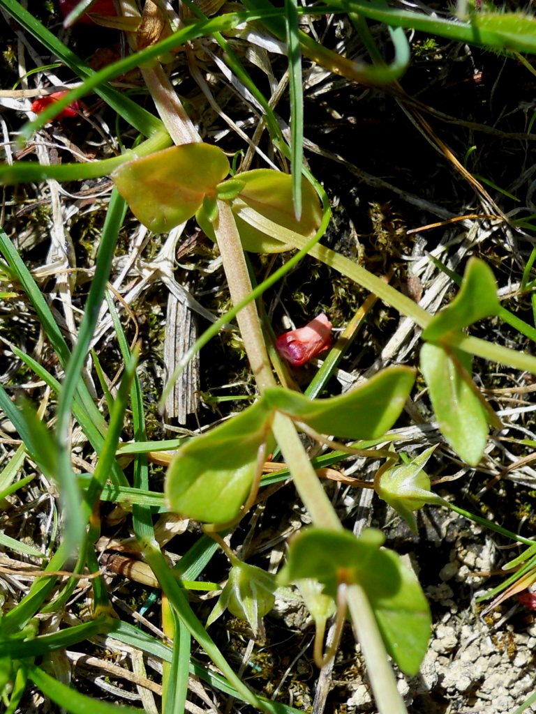 Fiore arancione - Lysimachia arvensis