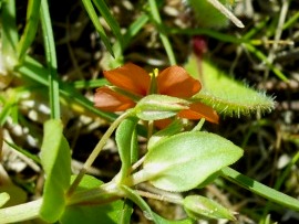 Fiore arancione - Lysimachia arvensis