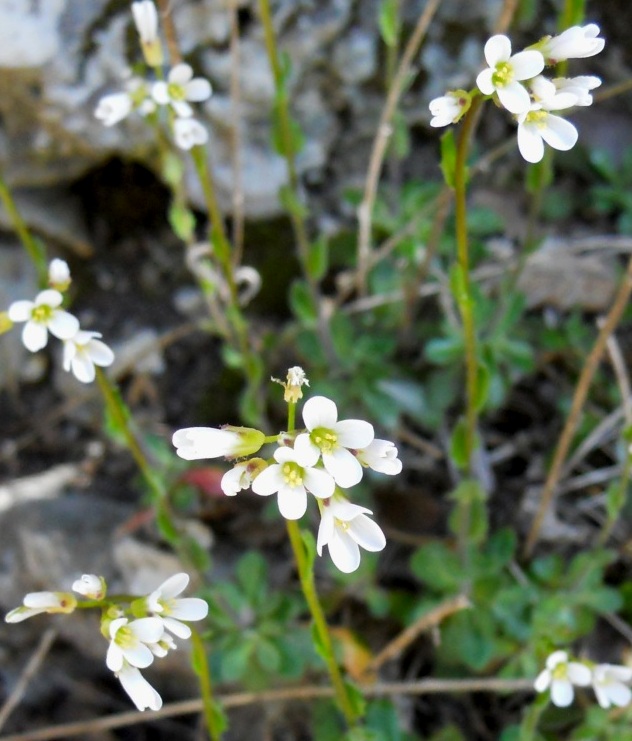 Arabis collina / Arabetta collinare