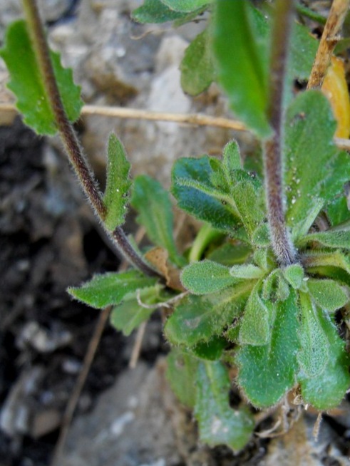 Arabis collina / Arabetta collinare