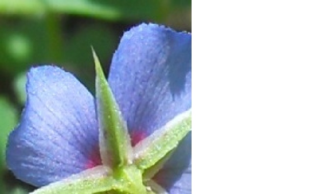 Lysimachia (=Anagallis) arvensis