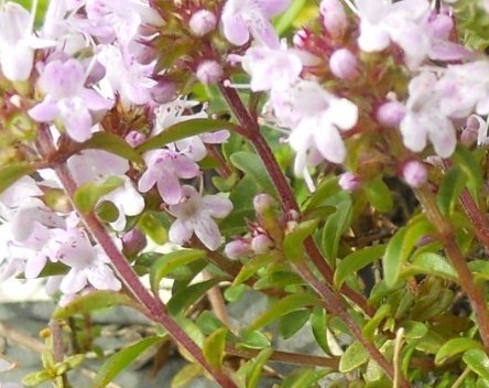 fiore rosa 2 - Thymus cfr. pulegioides