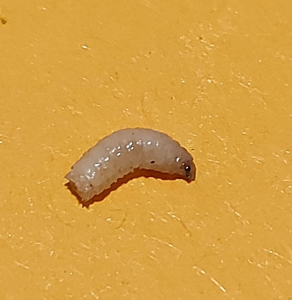 identificazione larva