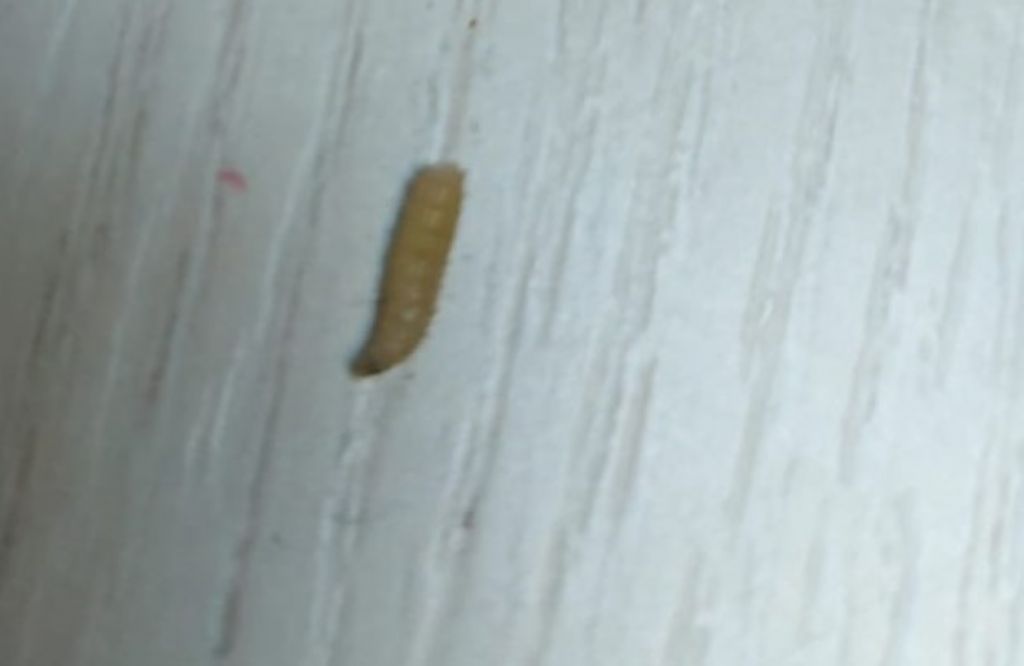 identificazione larva