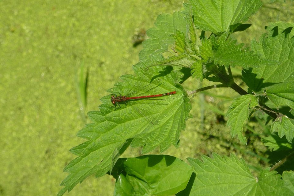 Pyrrhosoma nymphula (Coenagrioidae)    di  Verona