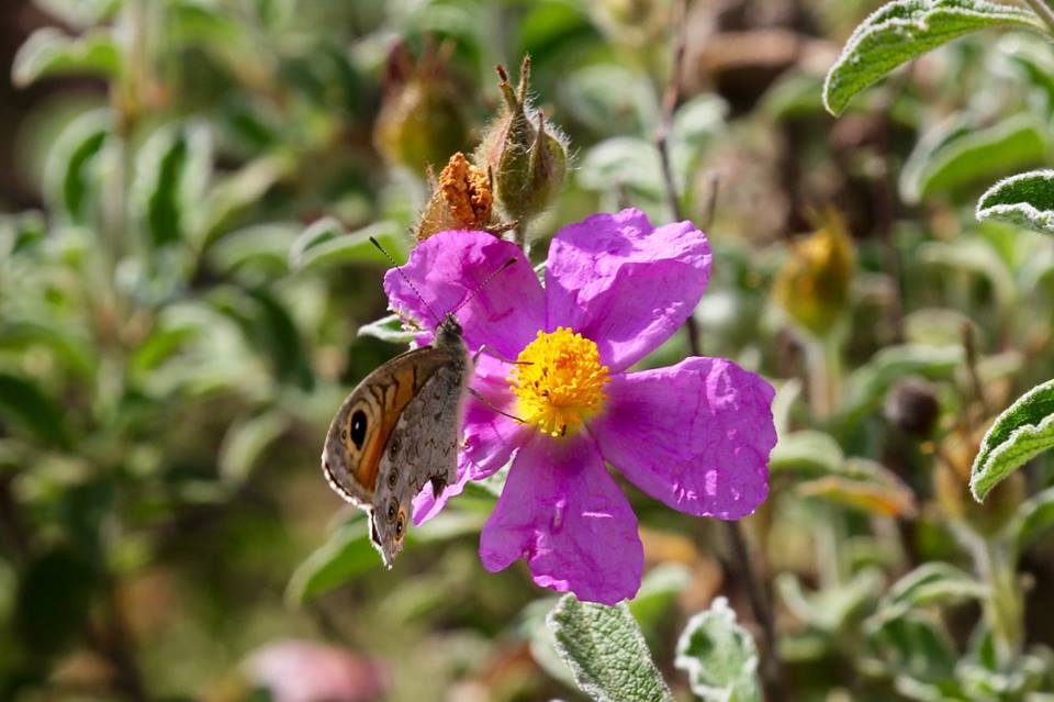 Lasiommata maera, Murge pugliesi