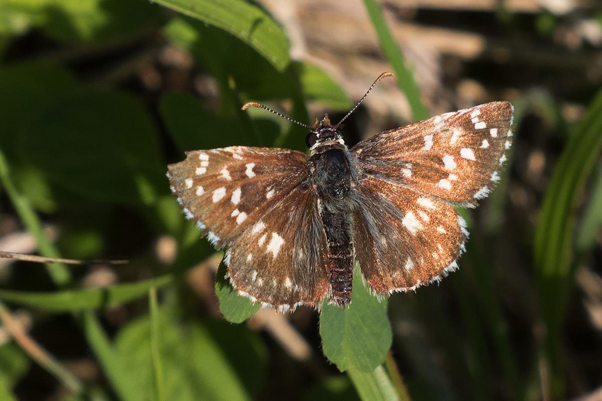 Pyrgus malvoides? Verona - S