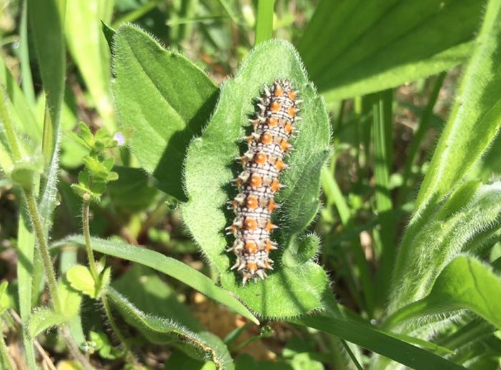 Bruco di Melitaea? S, M. didyma (Verona)