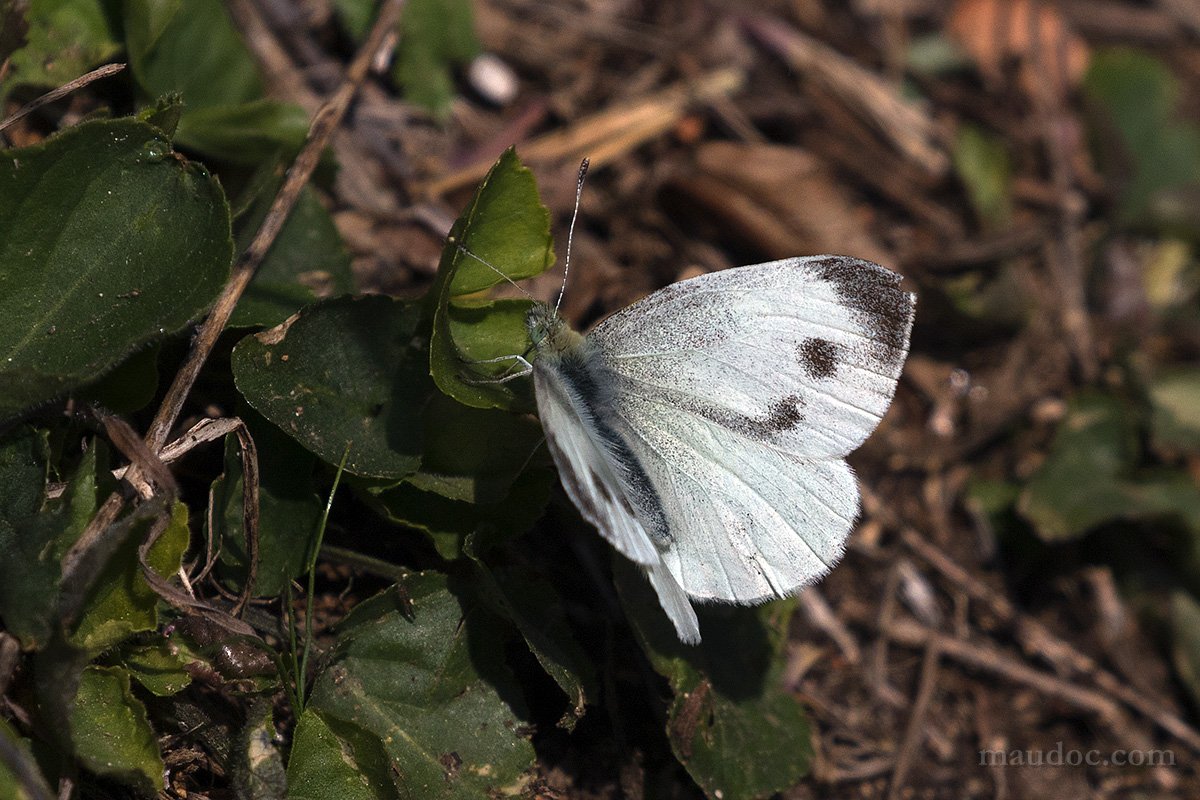 Verona: Pieris mannii, Pieridae