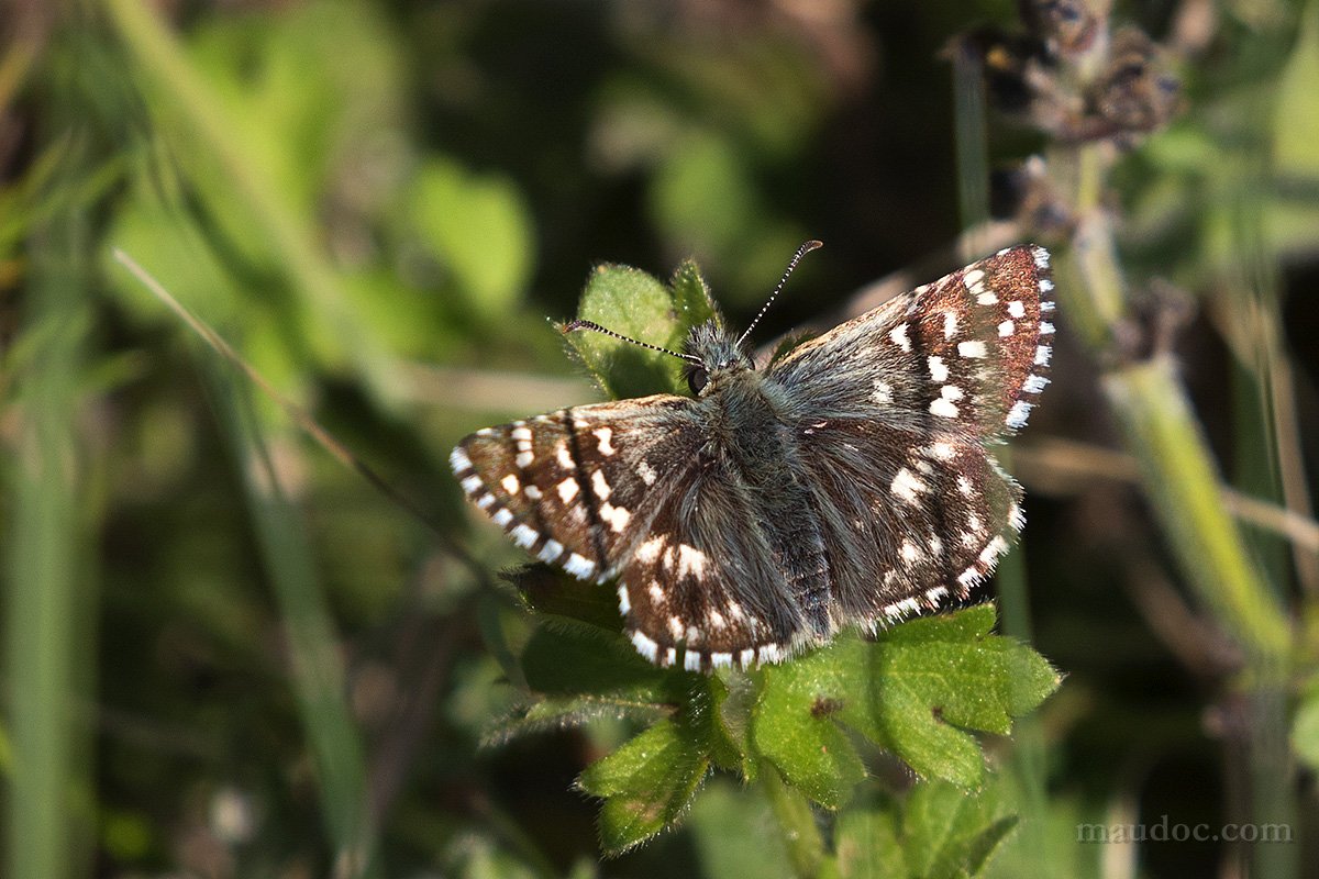 Pyrgus sp. Verona - Pyrgus malvoides, Hesperiidae